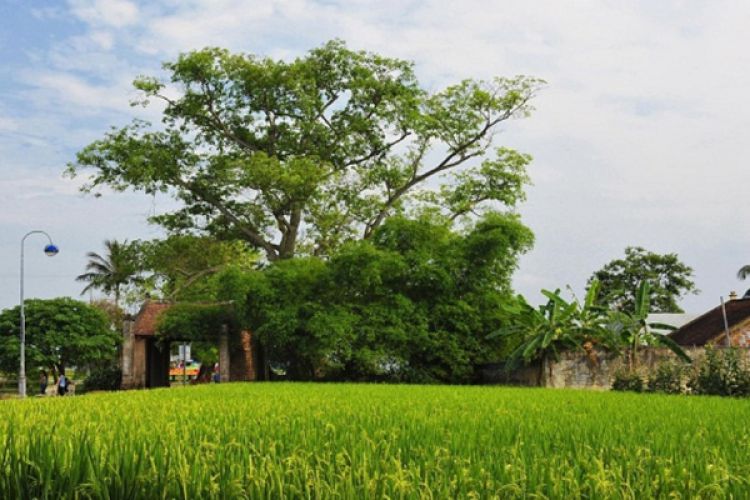 Duong Lam Ancient Village And Van Phuc Silk Village